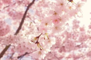 フランス語で 桜 さくら を表す単語やフレーズ その発音と読み方とは