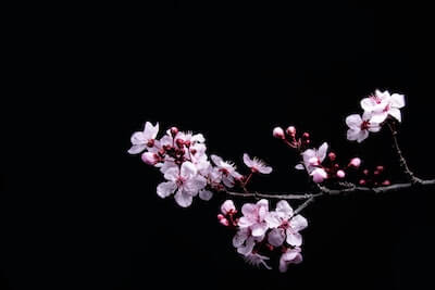 桜の花が咲いている写真