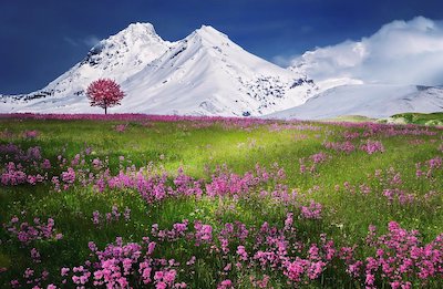 雪山と花が咲く草原