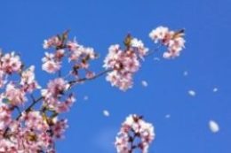 風に舞う桜の花