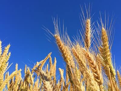 青空に映える小麦の穂