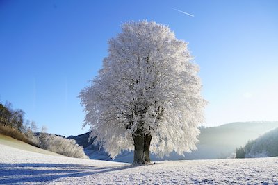 晴れた日の樹氷
