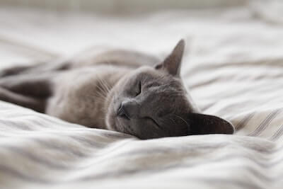 寝ている灰色の猫