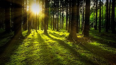 フランス語で 緑 を表す単語とさまざまなフレーズの翻訳と発音 読み方とは