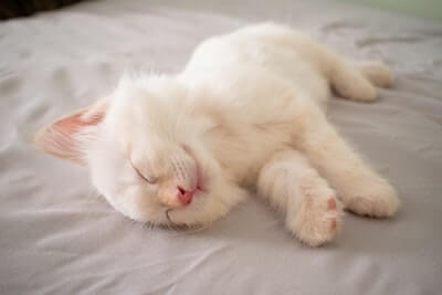 寝ている白い子猫