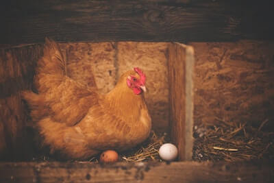 卵を温める鶏