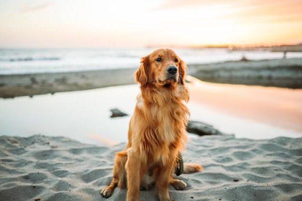 フランス語で 犬 を表す単語やさまざまなフレーズの読み方と発音 意味とは