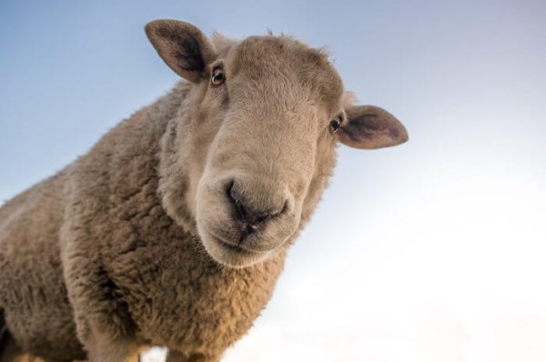 フランス語で 羊 を表す単語やさまざまなフレーズの読み方と発音 意味とは
