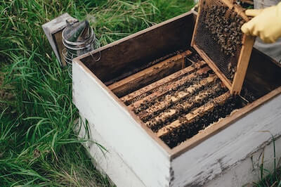 フランス語で 蜂蜜 はちみつ を表す単語とフレーズの読み方や発音 意味とは