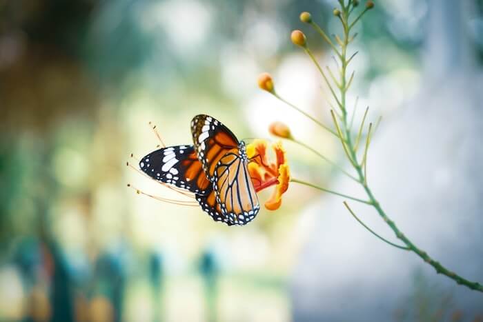 フランス語で 蝶 チョウ を表す単語やフレーズの読み方と発音 意味とは