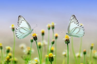 フランス語で 蝶 チョウ を表す単語やフレーズの読み方と発音 意味とは