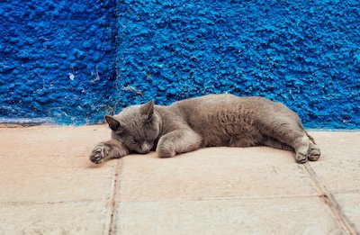 寝ているブルーグレーの猫