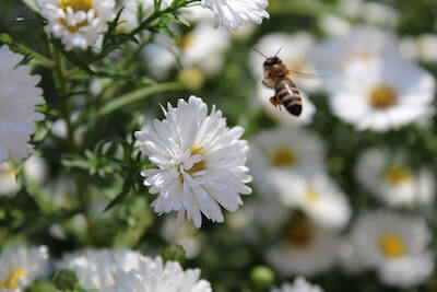 花の周りを飛ぶミツバチ