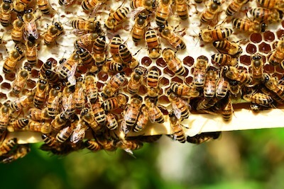 巣箱の中のミツバチの集団