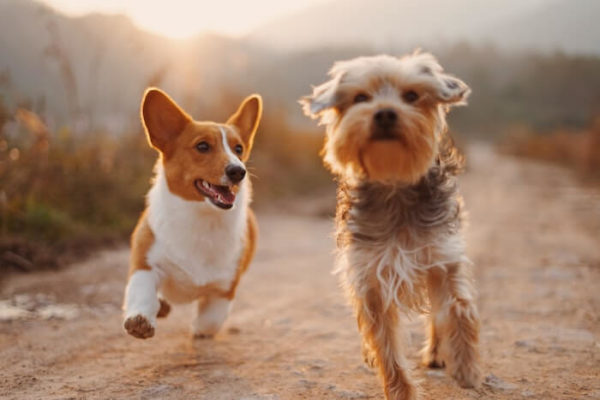走る２匹の犬