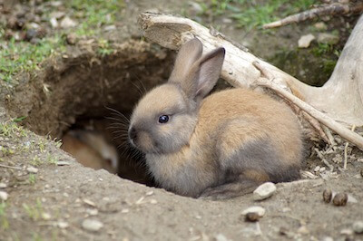 穴から出たウサギ