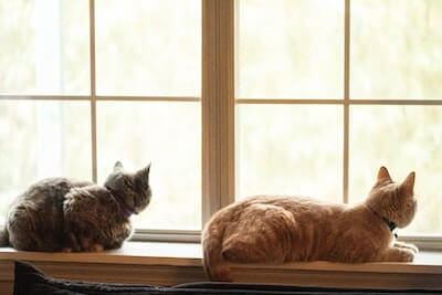 窓際の2匹の猫