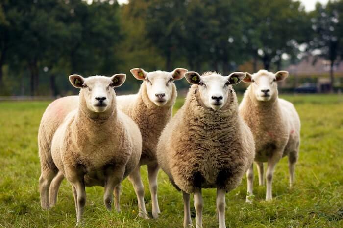 こちらをみている4頭の羊