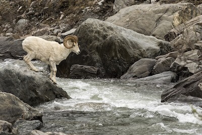 川を飛び越えようとしている山羊