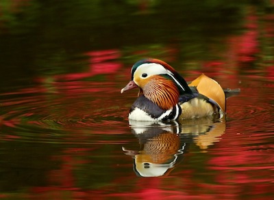 鳥 とり を表すフランス語の単語や表現の読み方と発音 意味とは