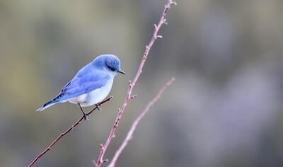 鳥 とり を表すフランス語の単語や表現の読み方と発音 意味とは