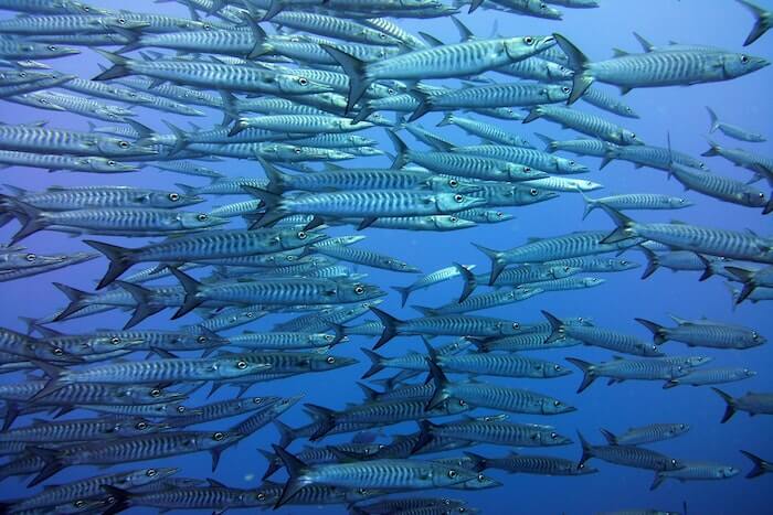 魚 さかな を表すフランス語の単語や表現の読み方と発音 意味とは