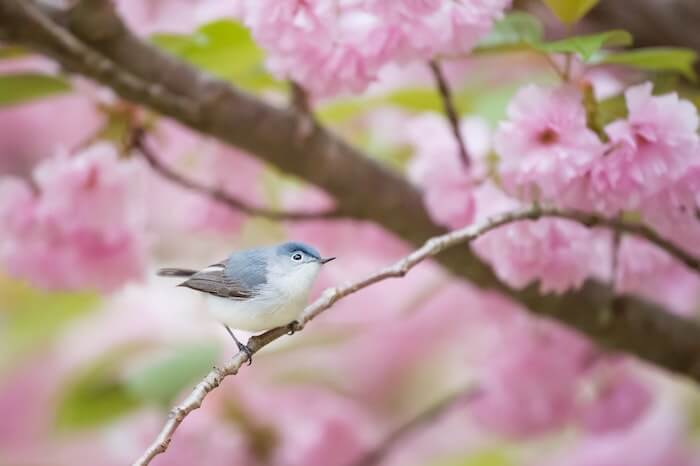 桜の枝の小鳥