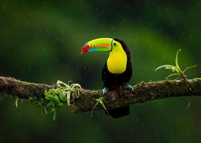 熱帯の鮮やかな鳥