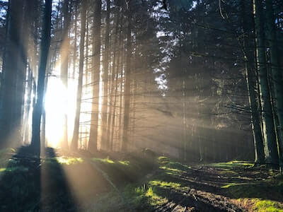 林に差し込む自然の光
