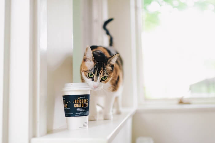 猫とコーヒー