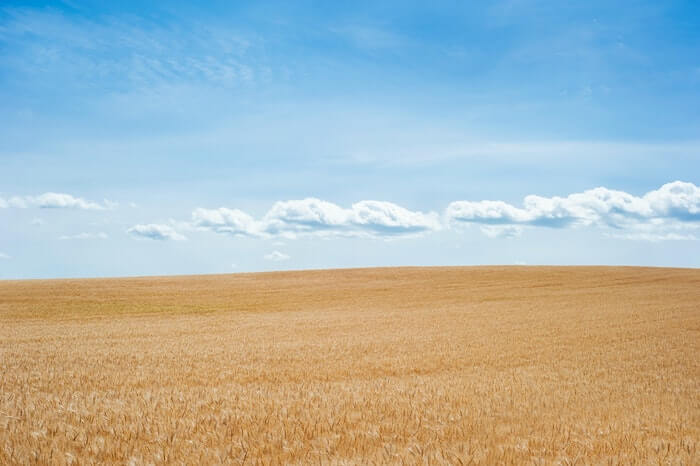 小麦畑の大地