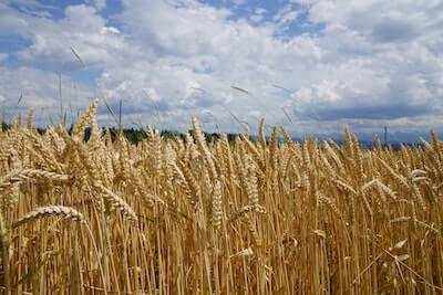 大麦の畑