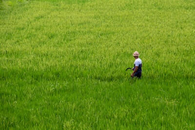 米作りをする農家