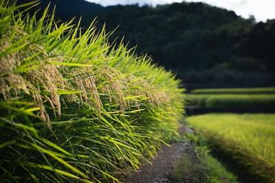 収穫前の稲