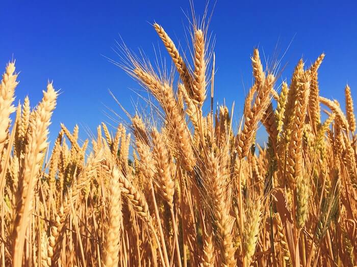 実った収穫前の麦