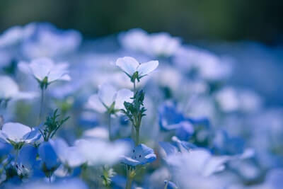 フランス語で 花 を表す単語や可愛い花の名前を表す言葉を一覧で紹介