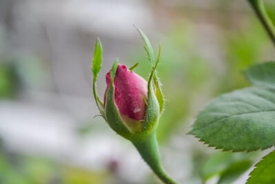 フランス語で 花 を表す単語や可愛い花の名前を表す言葉を一覧で紹介