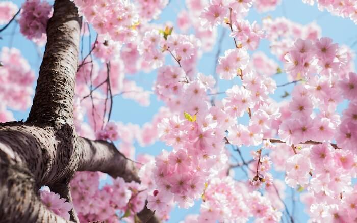 フランス語で 花 を表す単語や可愛い花の名前を表す言葉を一覧で紹介