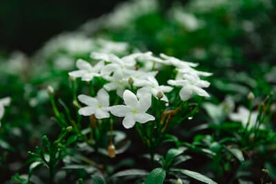 ホワイトジャスミンの花