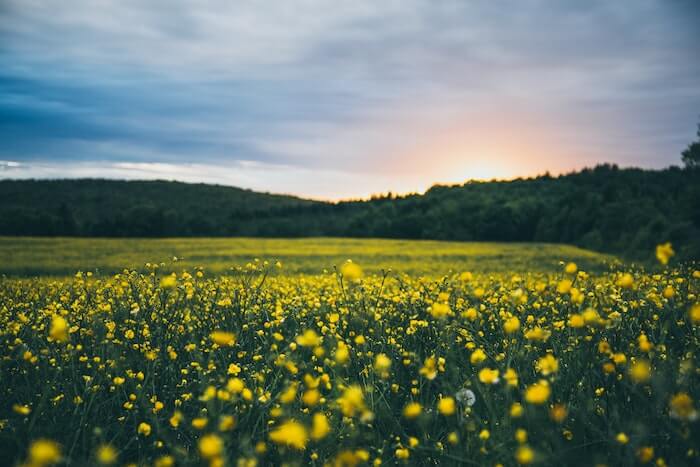黄色の花の咲いた草原