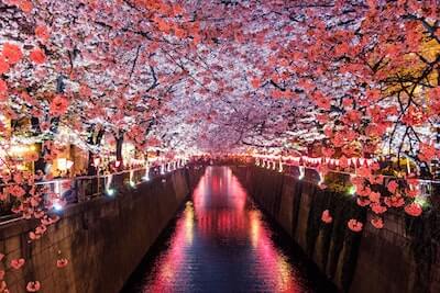 川のほとりに咲く夜桜