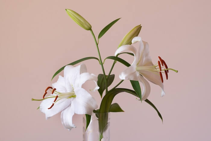 白い百合の花