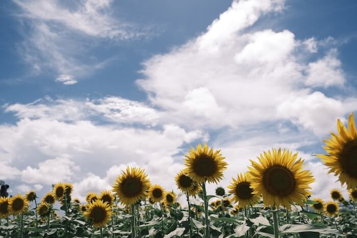 夏の日差しのひまわり